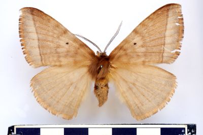 兩色帶蛾 Apona fuliginosa 雌蟲