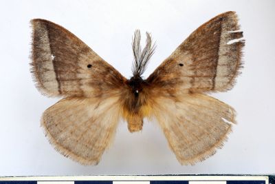 兩色帶蛾 Apona fuliginosa 雄蟲