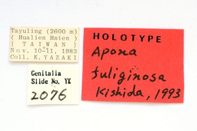 兩色帶蛾 Apona fuliginosa