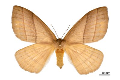 褐帶蛾 Palirisa cervina formosana 雌蟲