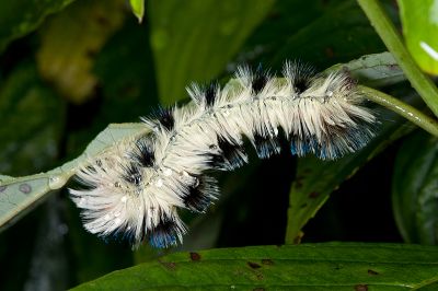 褐帶蛾 Palirisa cervina formosana