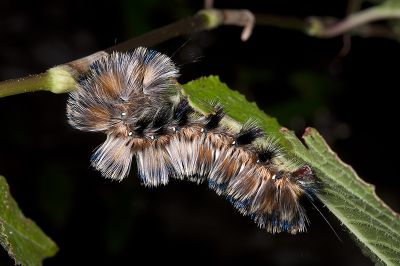 褐帶蛾 Palirisa cervina formosana
