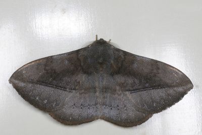 蓬萊灰紋帶蛾 Ganisa formosicola 雄蟲
