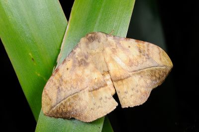 埔里絨帶蛾 Apha horishana 雄蟲