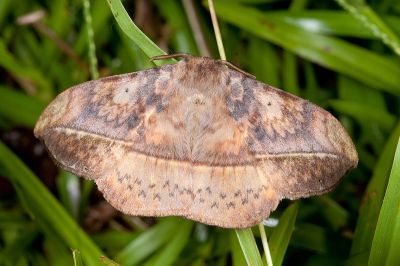 埔里絨帶蛾 Apha horishana 雄蟲