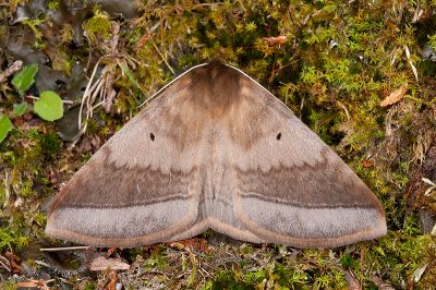 兩色帶蛾 Apona fuliginosa 雄蟲