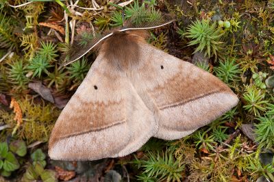 兩色帶蛾 Apona fuliginosa 雄蟲