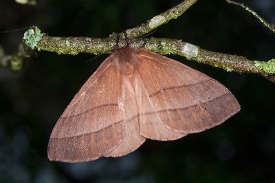 褐帶蛾 Palirisa cervina formosana 雌蟲