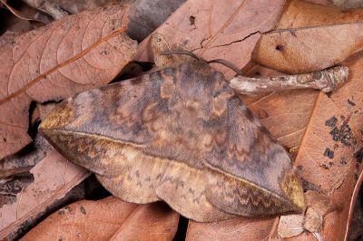 埔里絨帶蛾 Apha horishana 雄蟲