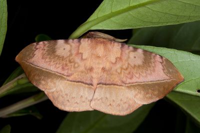 埔里絨帶蛾 Apha horishana 雌蟲