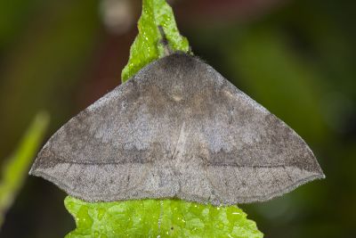 蓬萊灰紋帶蛾 Ganisa formosicola 雌蟲