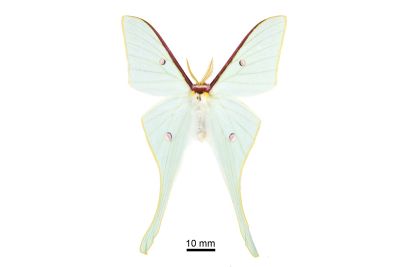 姬長尾水青蛾 Actias neidhoeferi 雄蟲