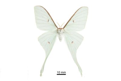 姬長尾水青蛾 Actias neidhoeferi 雌蟲