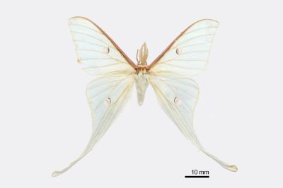 姬長尾水青蛾 Actias neidhoeferi 雄蟲