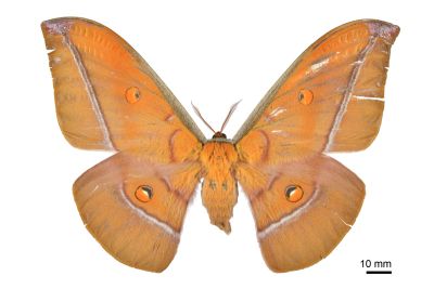 紅目天蠶蛾 Antheraea formosana 雌蟲