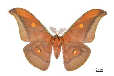 紅目天蠶蛾 Antheraea formosana 雄蟲