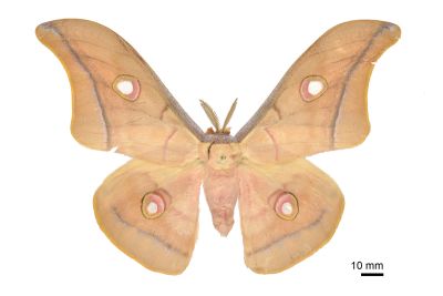 姬透目天蠶蛾 Antheraea pernyi 雄蟲
