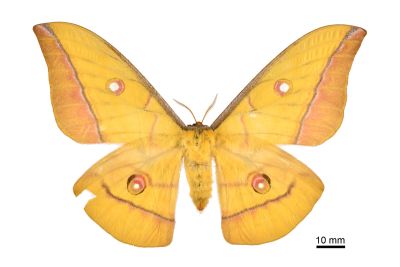 大透目天蠶蛾 Antheraea superba 雌蟲