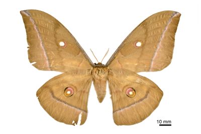 大透目天蠶蛾 Antheraea superba 雌蟲