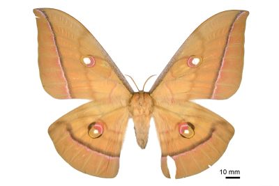 大透目天蠶蛾 Antheraea superba 雌蟲