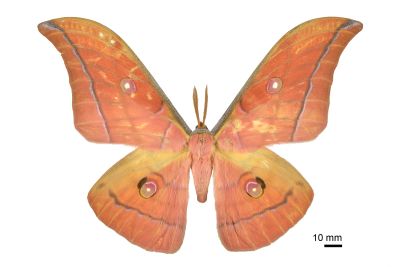 大透目天蠶蛾 Antheraea superba 雄蟲