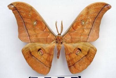 大透目天蠶蛾 Antheraea yamamai superba 雄蟲