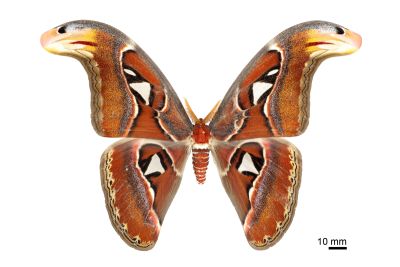 皇蛾 Attacus atlas atlas 雄蟲