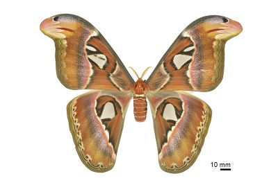 皇蛾 Attacus atlas atlas 雌蟲