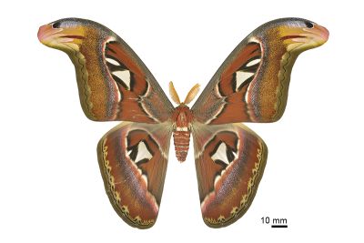 皇蛾 Attacus atlas atlas 雄蟲