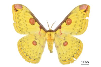 深山大黃豹天蠶蛾 Loepa mirandula 雌蟲