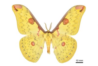 深山大黃豹天蠶蛾 Loepa mirandula 雄蟲