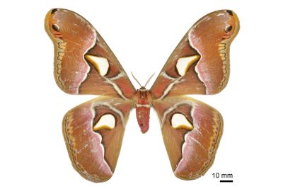 大眉紋天蠶蛾 Samia formosana 雌蟲