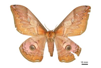 Saturnia japonica arisana 雌蟲