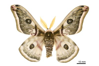 四黑目天蠶蛾 Saturnia pyretorum 雄蟲