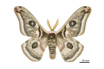 四黑目天蠶蛾 Saturnia pyretorum 雄蟲
