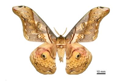 大綠目天蠶蛾 Saturnia thibeta okurai 雄蟲