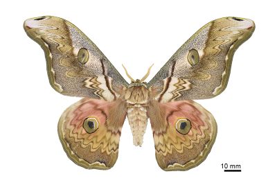 大綠目天蠶蛾 Saturnia thibeta okurai 雄蟲