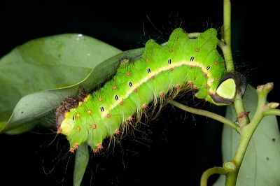 紅目天蠶蛾 Antheraea formosana