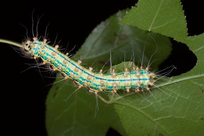 四黑目天蠶蛾 Saturnia pyretorum
