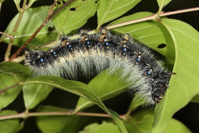 Saturnia japonica arisana