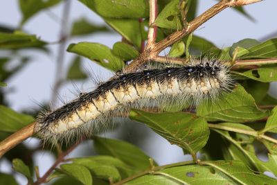 Saturnia japonica arisana