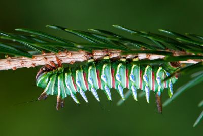 姬長尾水青蛾 Actias neidhoeferi