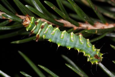 姬長尾水青蛾 Actias neidhoeferi
