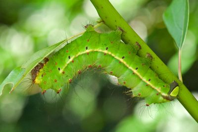 紅目天蠶蛾 Antheraea formosana