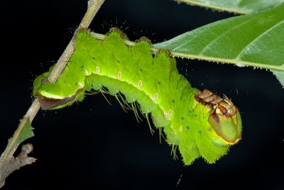 大透目天蠶蛾 Antheraea superba