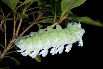 皇蛾 Attacus atlas atlas