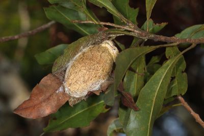 姬透目天蠶蛾 Antheraea pernyi