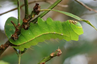 大透目天蠶蛾 Antheraea superba