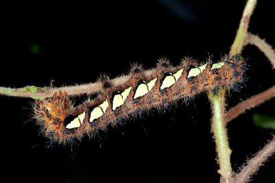 深山大黃豹天蠶蛾 Loepa mirandula