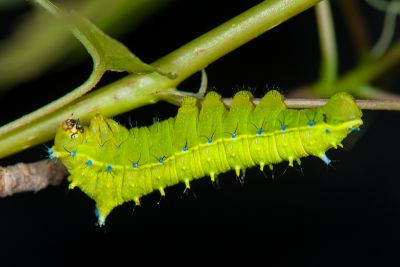 銀目天蠶蛾 Rhodinia verecunda
